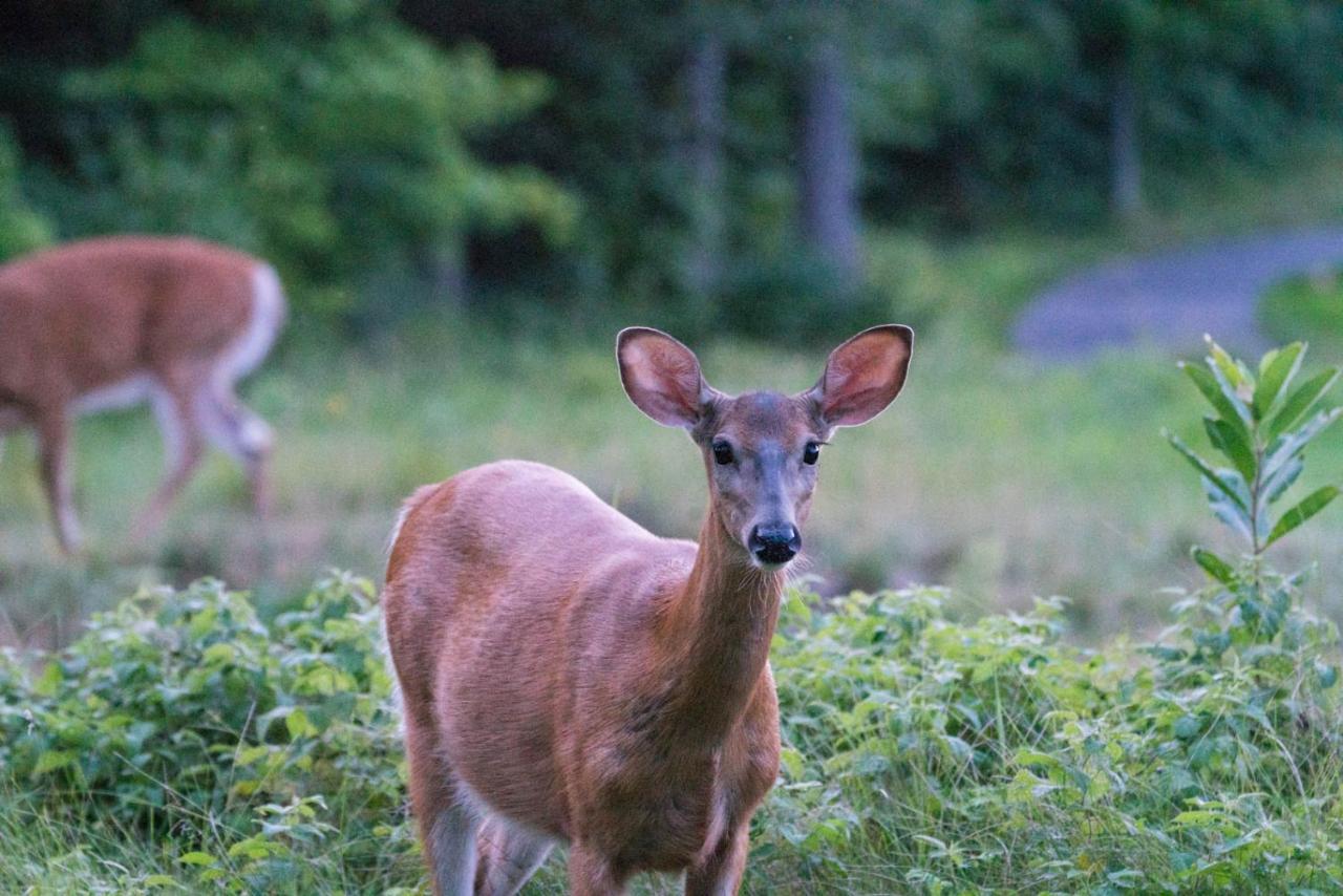 Hotel Taboo Muskoka Gravenhurst Zewnętrze zdjęcie
